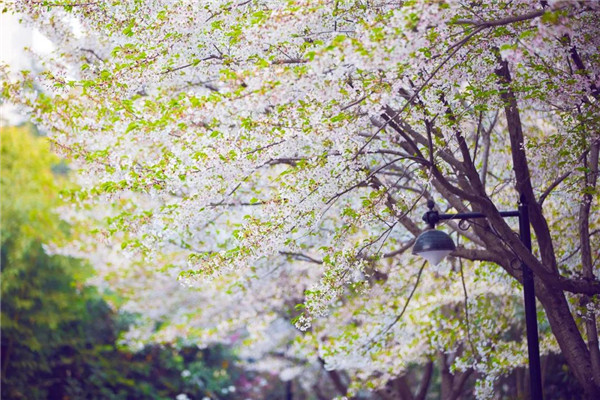 1585876578135178.jpg 洛陽最美的春天竟藏在這里1.jpg