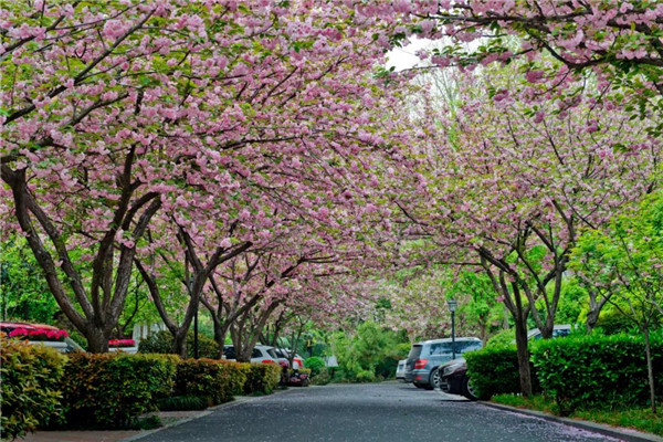 1585876772187486.jpg 洛陽最美的春天竟藏在這里5.jpg